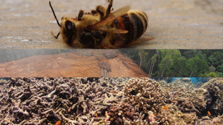 Saving Biodiversity: Bees, Amazon Forests, and Coral Reefs in Crisis