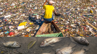 Ocean Cleanup Initiatives and Their Impact